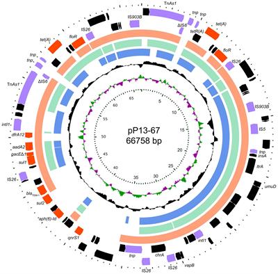 Characterization and identification of a novel chromosomal class C β-lactamase, LAQ-1, and comparative genomic analysis of a multidrug resistance plasmid in Lelliottia amnigena P13